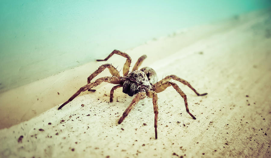 Spider Photograph - 20140831_114050_2 #201408311140502 by Pixie Pics