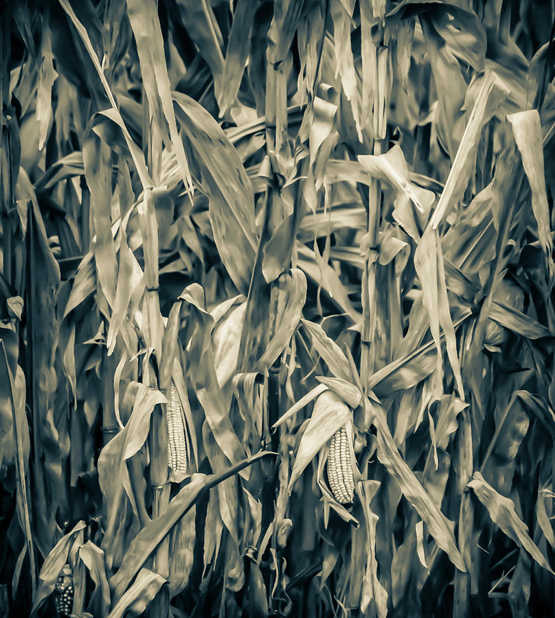 Black And White Photograph - 2018 Corn by Troy Stapek