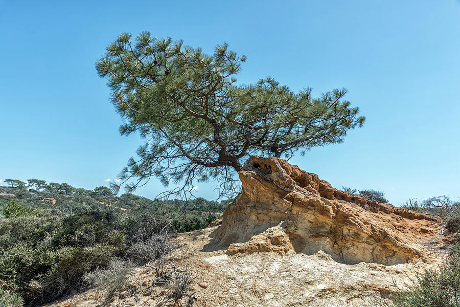 201804120-005 Torrey Pine Tree Photograph by Alan Tonnesen
