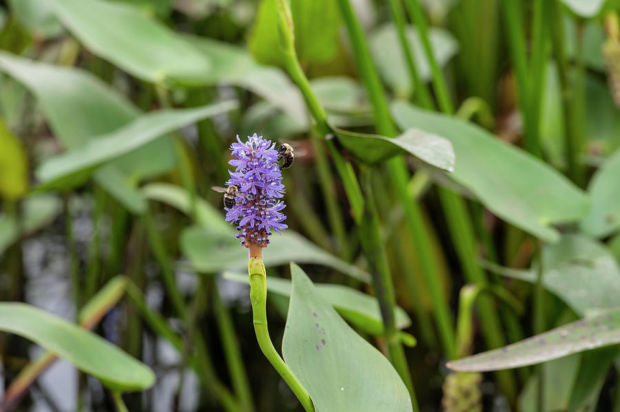 201808120-001 Bees on Pickerelweed Photograph by Alan Tonnesen