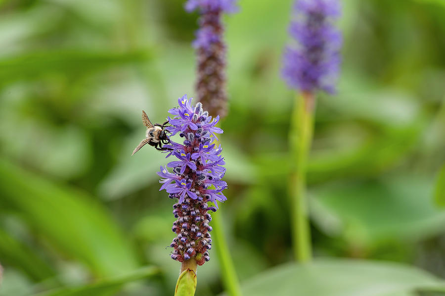 201808120-004 Bee on Pickerel Weed Flower Photograph by Alan Tonnesen