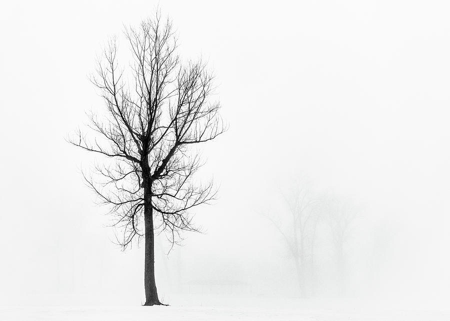 2019-02-02_Tree in Fog Photograph by Brad Simonsen