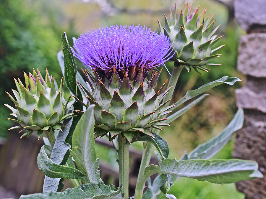 2019 August at the Gardens Thistle Photograph by Janis Senungetuk