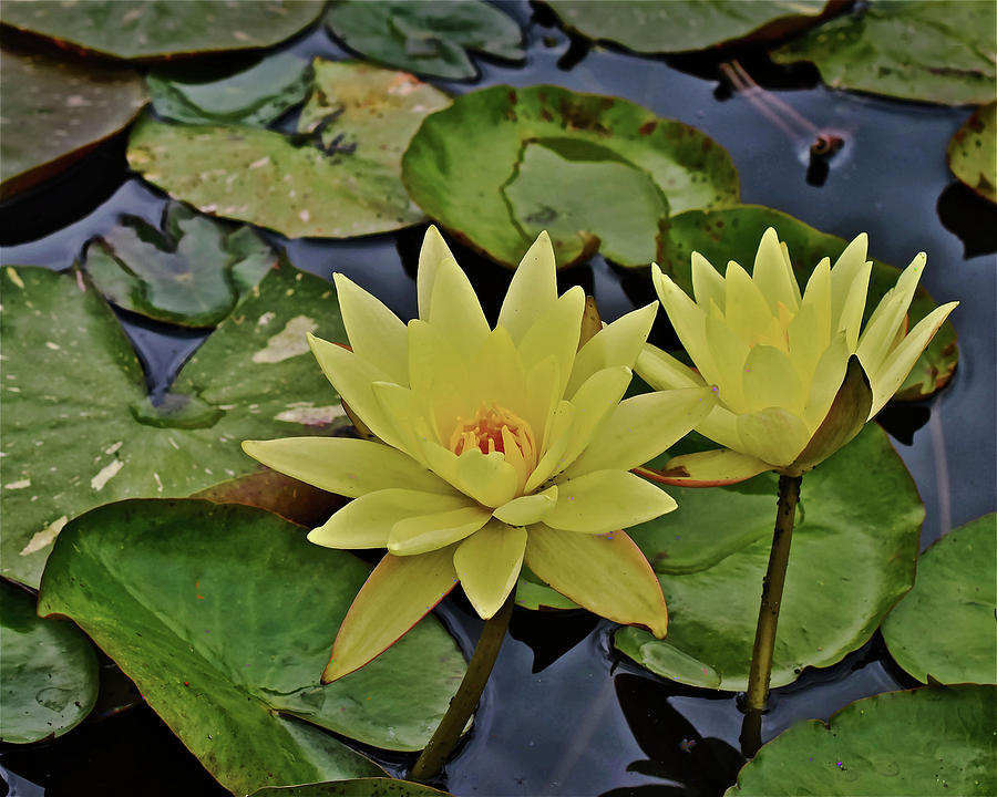 2019 August at the Gardens Betsy Sakata Tropical Waterlily Photograph by Janis Senungetuk