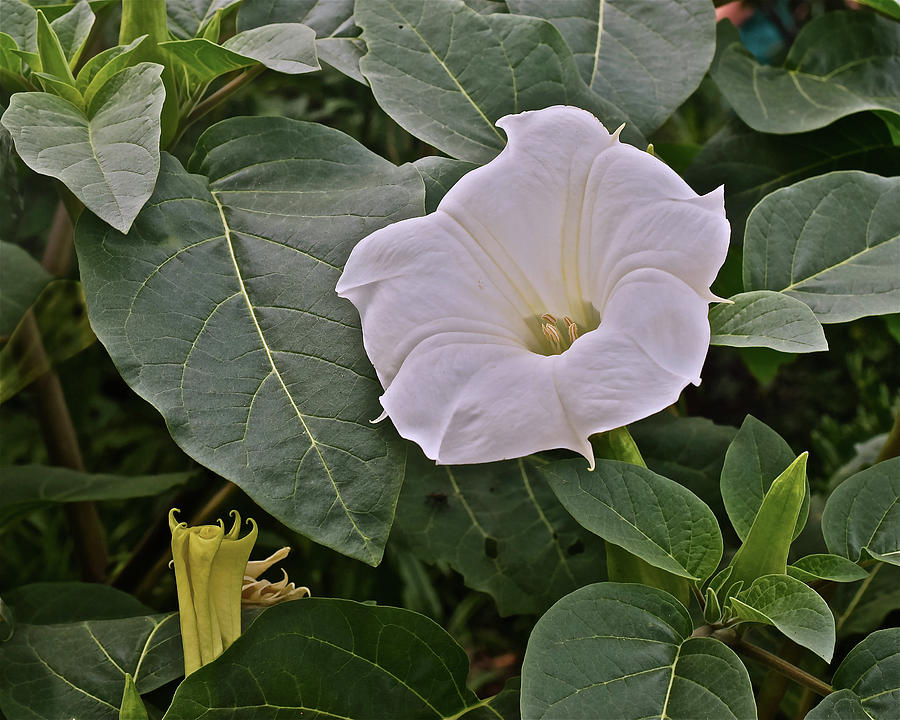 2019 August at the Gardens Datura 1 by Janis Nussbaum Senungetuk 2019 August at the Gardens Datura 1 by Janis Nussbaum Senungetuk
