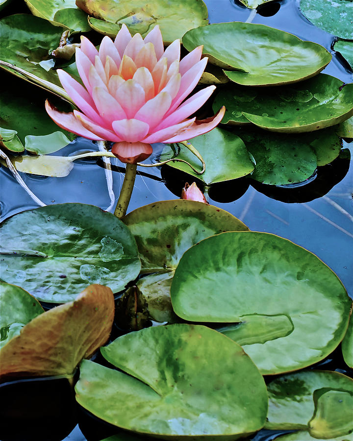 2019 August at the Gardens Patio Joe Waterlily Photograph by Janis Senungetuk