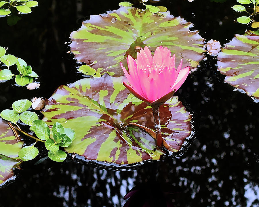 2019 August at the Gardens Rose Waterlily 2 Photograph by Janis Senungetuk