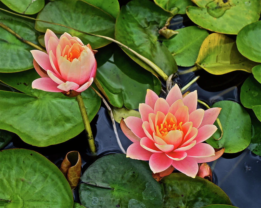 2019 August at the Gardens Waterlily 2 Photograph by Janis Senungetuk