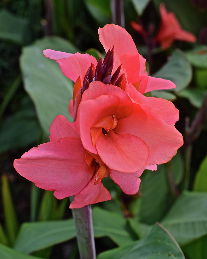 2019 August at the Gardens Welcoming Canna Lily 1 Photograph by Janis Senungetuk