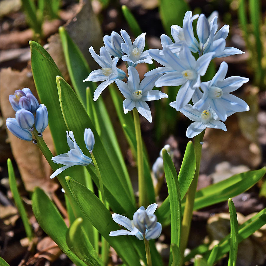 2019 Early April Striped Squill Photograph by Janis Senungetuk