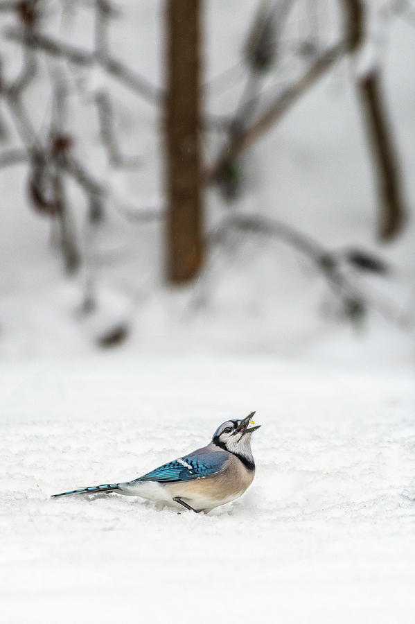 2019 First Snow Fall Photograph by Cindy Lark Hartman