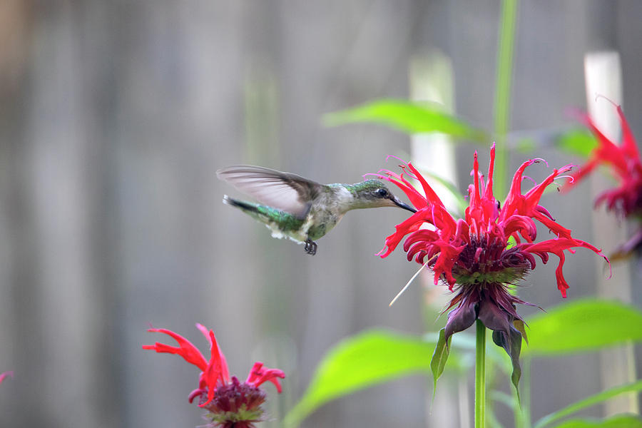 2019 Hummingbirds 6 Photograph