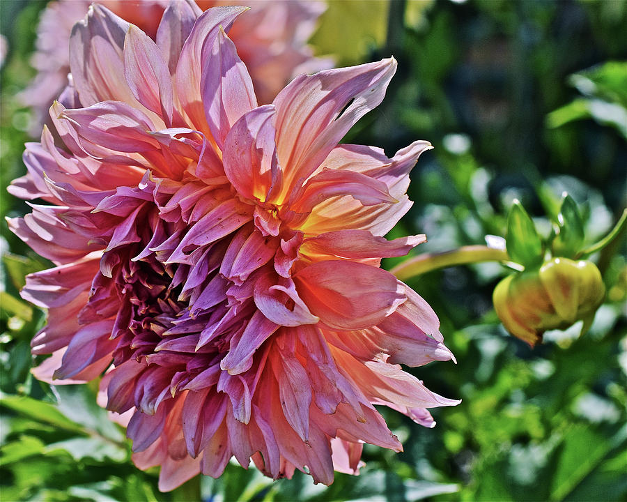 2019 July Monona Farmers Market Dahlia 1 Photograph by Janis Senungetuk