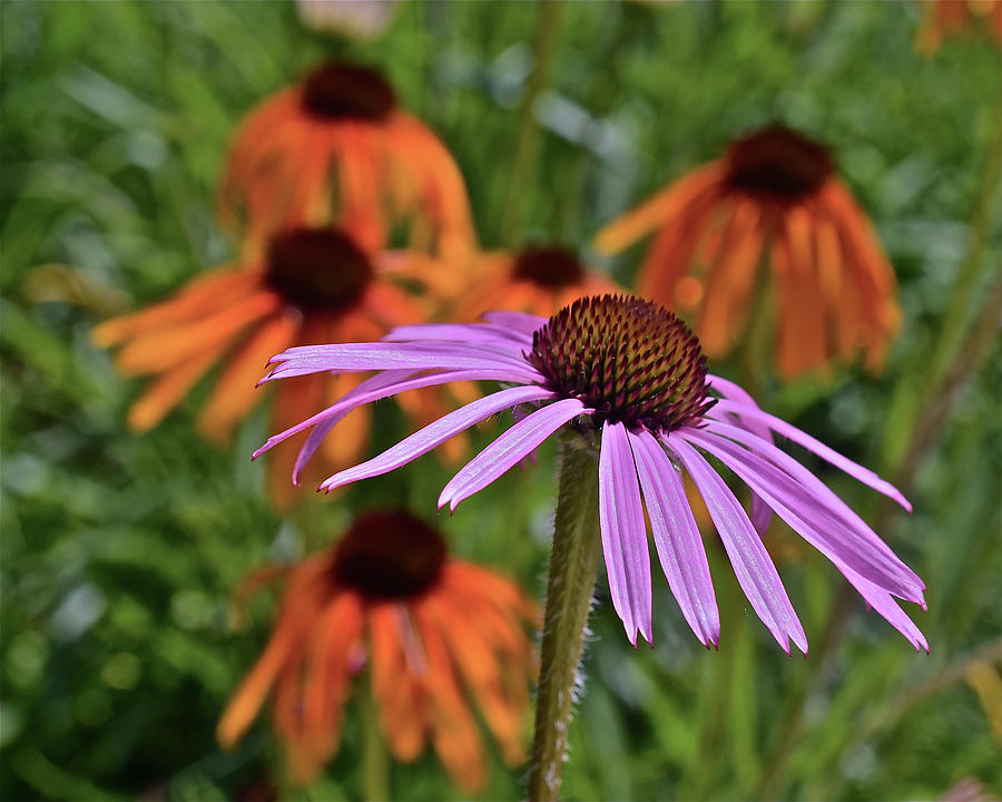 2019 June At the Gardens Coneflowers by Janis Nussbaum Senungetuk 2019 June At the Gardens Coneflowers by Janis Nussbaum Senungetuk