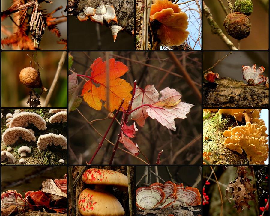 2019 Lake Martin Collage by Betty Berard 2019 Lake Martin Collage by Betty Berard