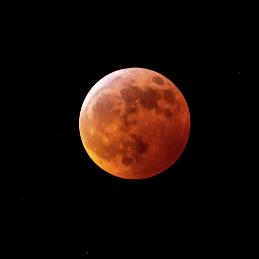 2019 Lunar Eclipse Photograph by Nick Noble