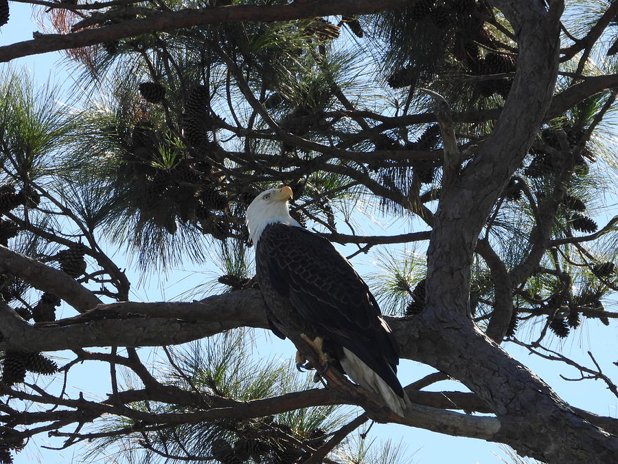 2026 Photograph by Barbara Langdon - Fine Art America