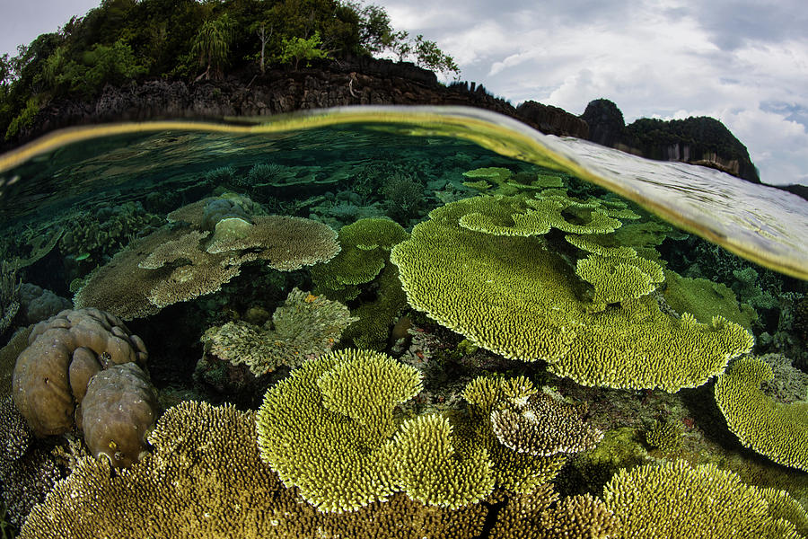 A Beautiful Coral Reef Thrives Among #21 Photograph by Ethan Daniels