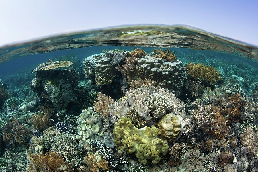 A Healthy Coral Reef Thrives In Komodo #21 Photograph by Ethan Daniels