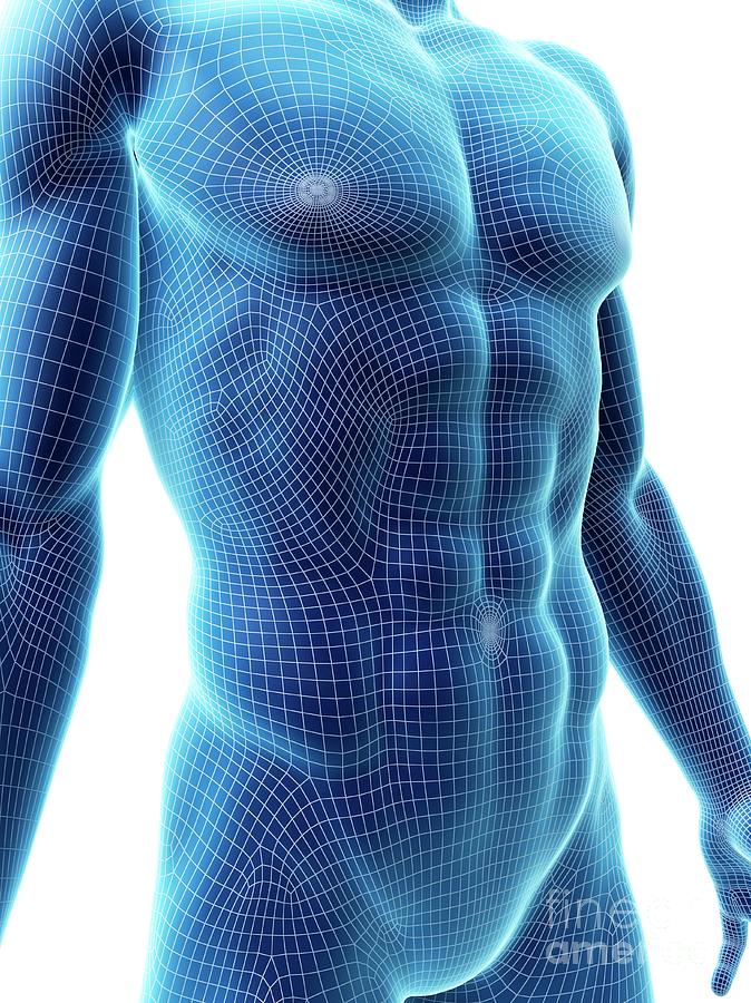 3d Photograph - Abdominal Muscles by Sebastian Kaulitzki/science Photo Library 3d Photograph - Abdominal Muscles by Sebastian Kaulitzki/science Photo Library