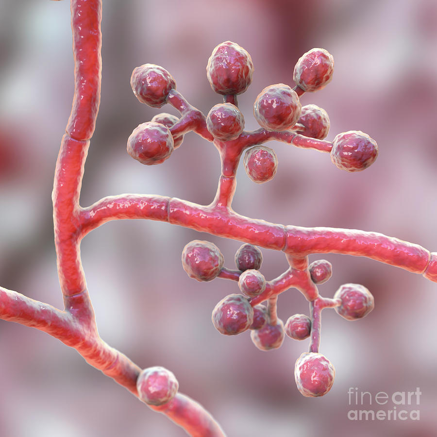 athlete-s-foot-fungus-photograph-by-kateryna-kon-science-photo-library