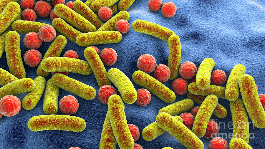 Bacteria Photograph by Kateryna Kon/science Photo Library | Pixels