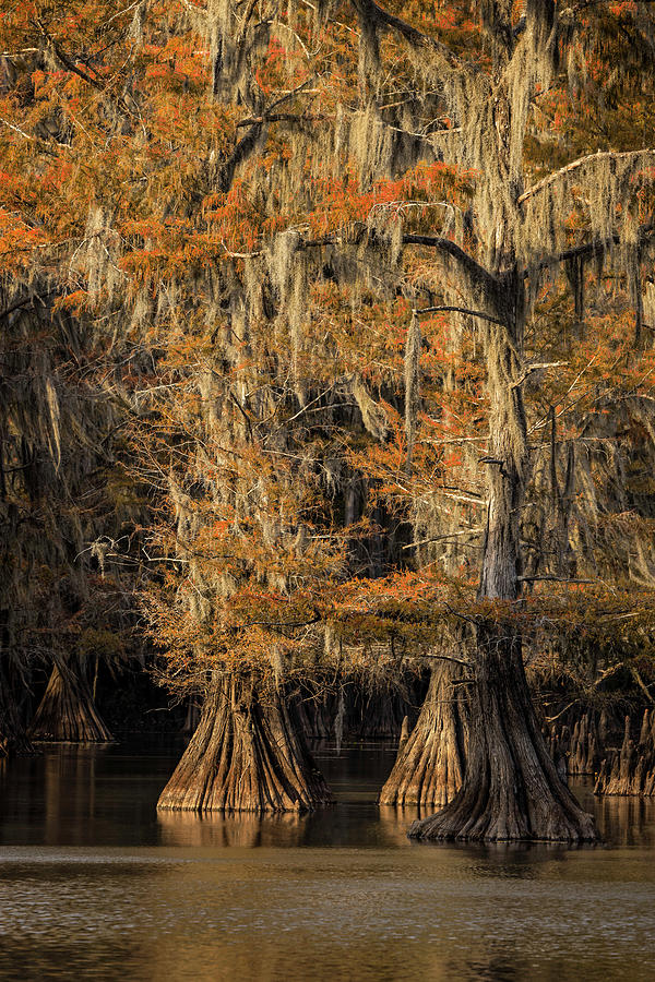 Bald Cypress Tree Draped In Spanish Photograph by Adam Jones - Fine Art ...