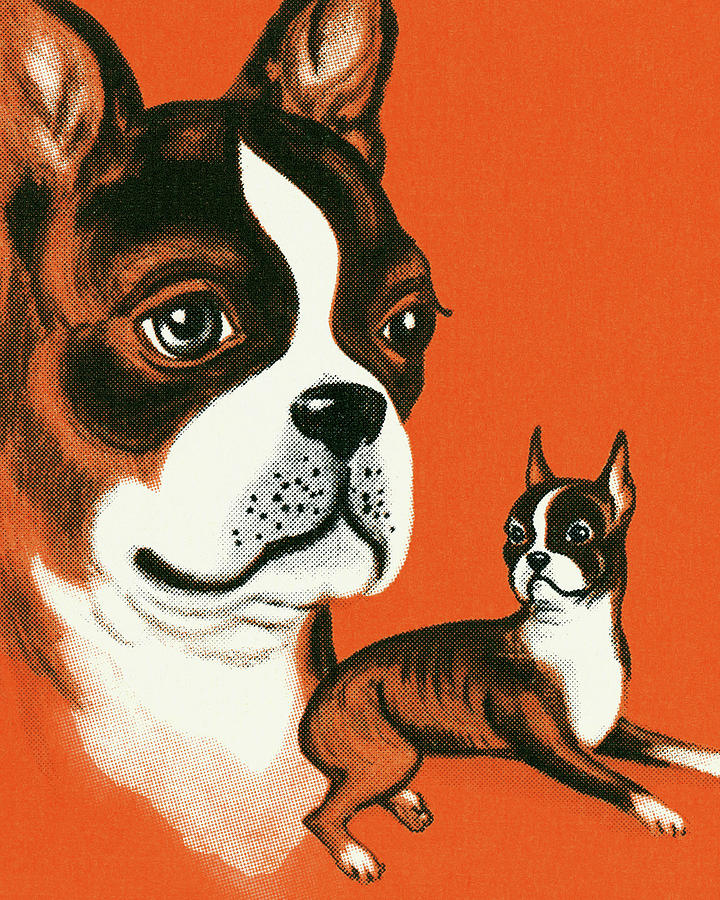 Boston Drawing - Boston Terrier #21 by CSA Images