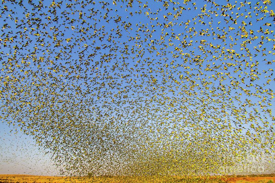 Animal Photograph - Budgerigars Flocking To Find Water #21 by Paul Williams/science Photo Library