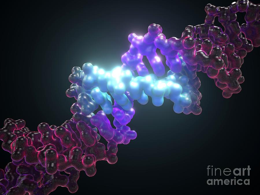 Dna Editing #21 Photograph by Maurizio De Angelis/science Photo Library