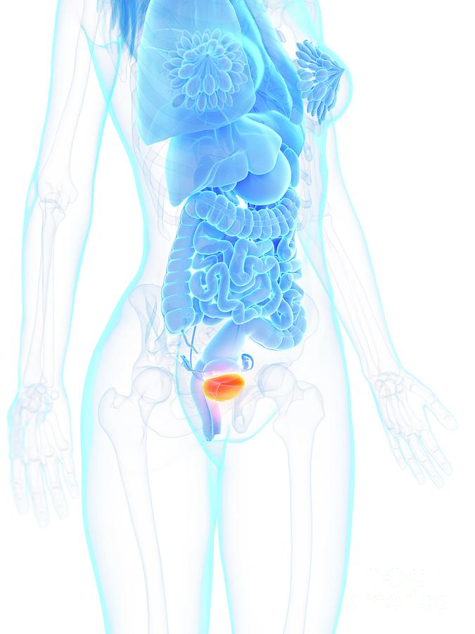 Female Bladder Photograph by Sebastian Kaulitzki/science Photo Library ...