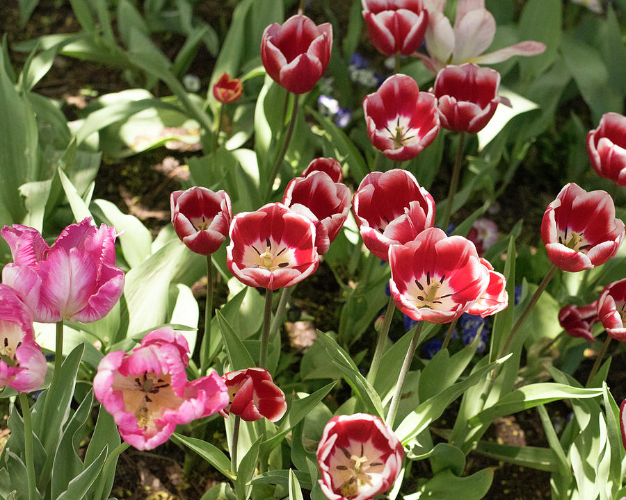 Tulip Patch Photograph By Cameron Knudsen 