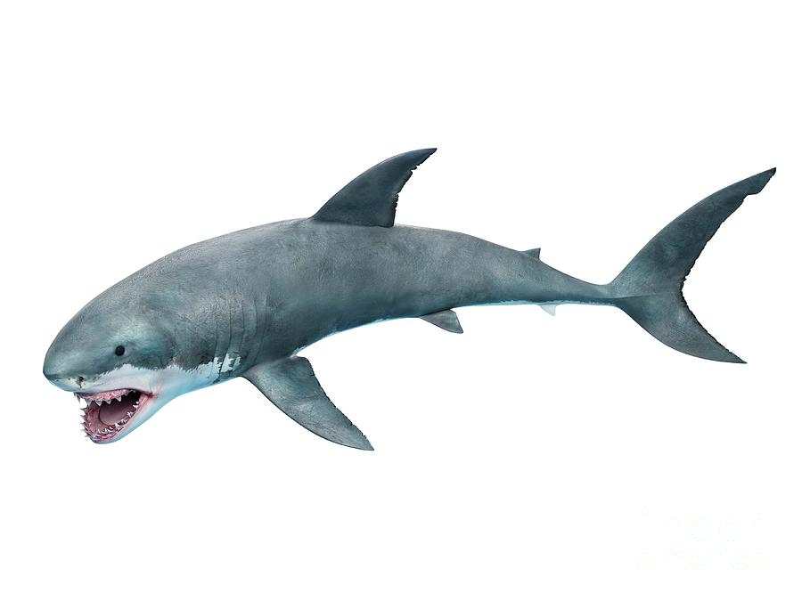 Great White Shark #21 Photograph by Sebastian Kaulitzki/science Photo Library