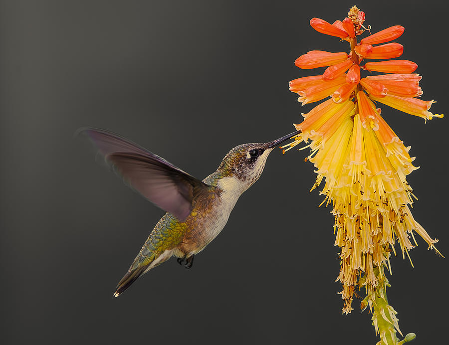 Hummingbird #21 Photograph by Davidhx Chen - Fine Art America