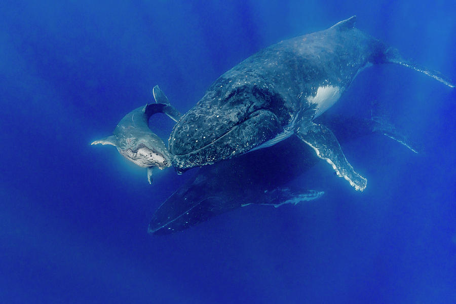 Humpback Whale Megaptera Novaeangliae #21 Photograph by Bruce Shafer