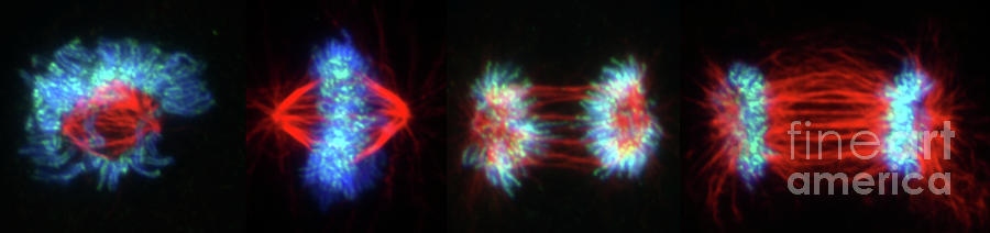 Mitosis #21 Photograph by Dr. Juan F. Gimenez-abian / Science Photo Library