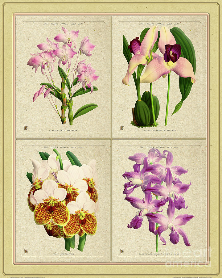 Orchids Quatro Classic Collage Drawing