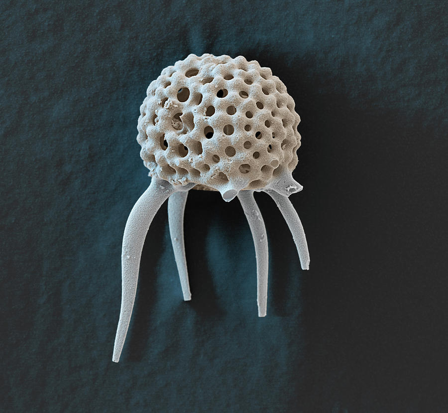 Radiolarian Sem Photograph By Oliver Meckes EYE OF SCIENCE Fine Art America