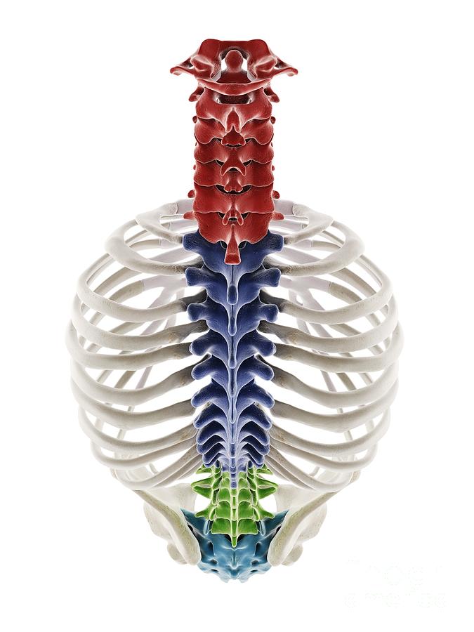 Segments Of The Human Spine Photograph by Sebastian Kaulitzki/science ...