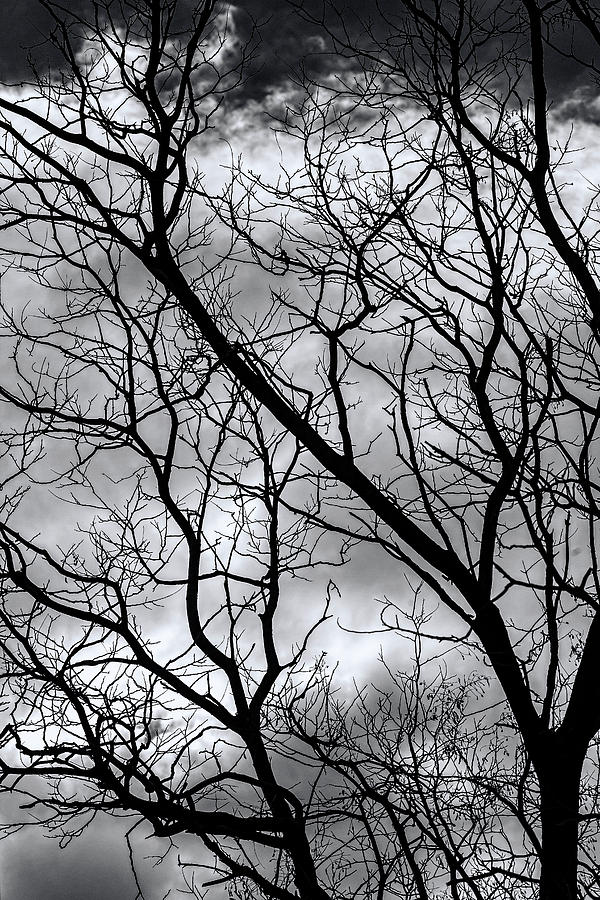 Trees Clouds and Sky #21 Photograph by Robert Ullmann