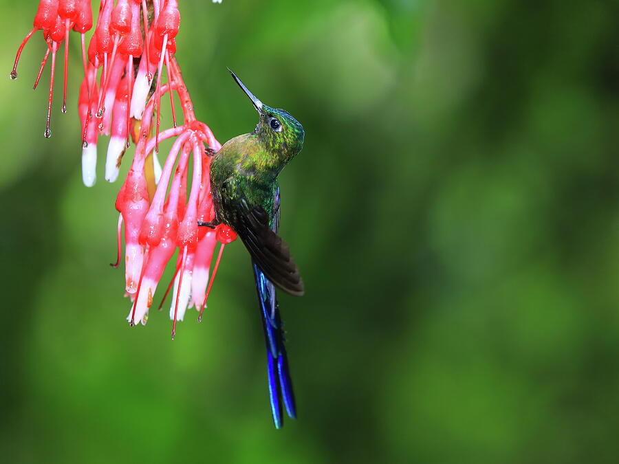 Violet tailed Sylph, C Photograph by Alex Nikitsin - Fine Art America