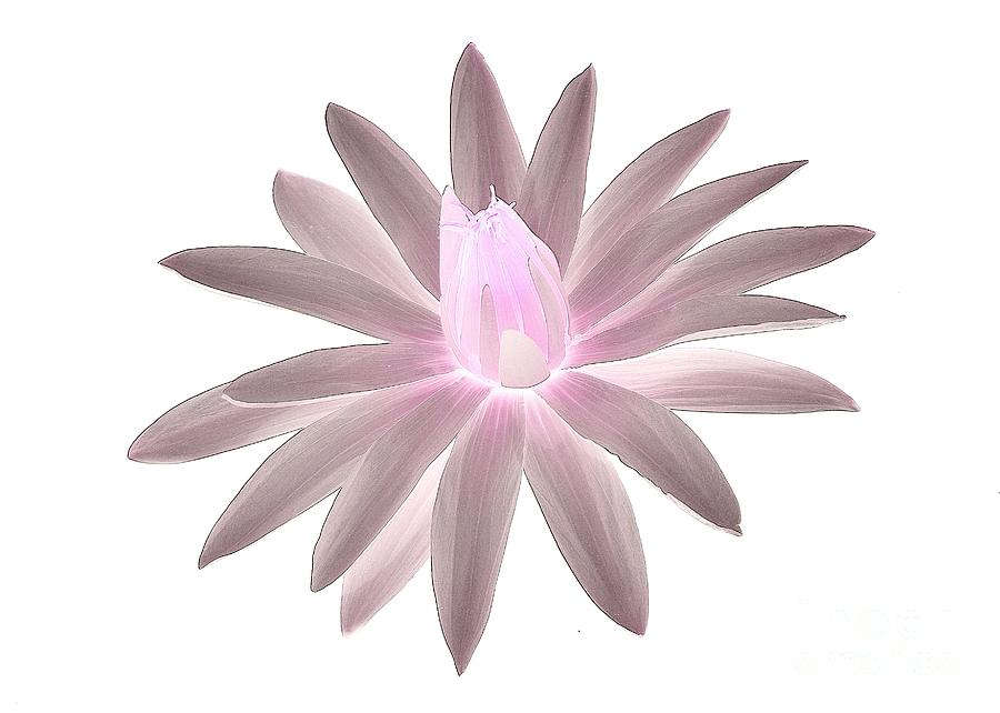 Mug Digital Art - Water Lily #4 by Alicja Photography