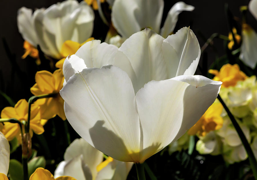 White Tulip #21 Photograph by Robert Ullmann