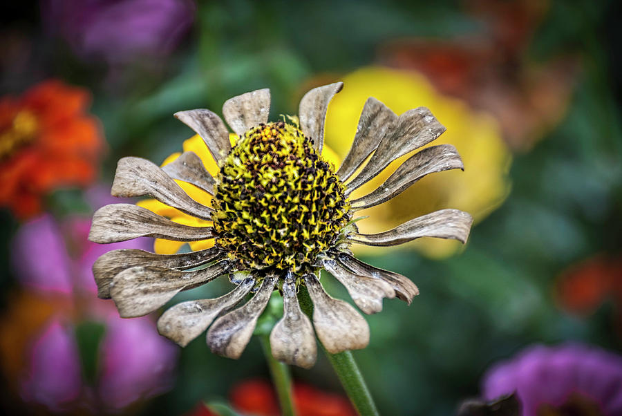 2122 Dying Flower Photograph by David Lange Fine Art America