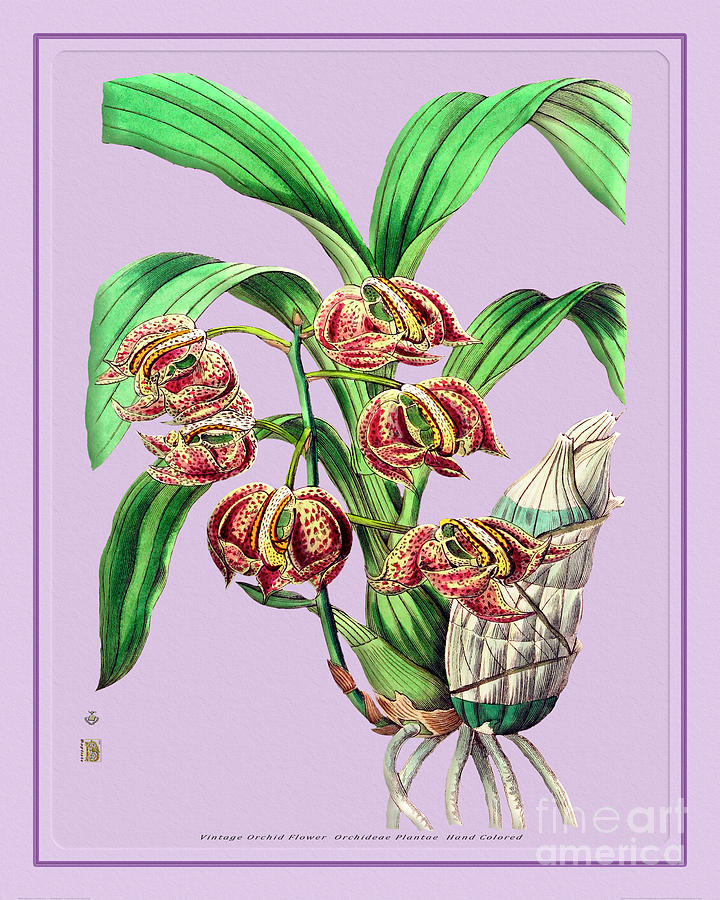 Orchid Flower Orchideae Plantae Exotica Drawing