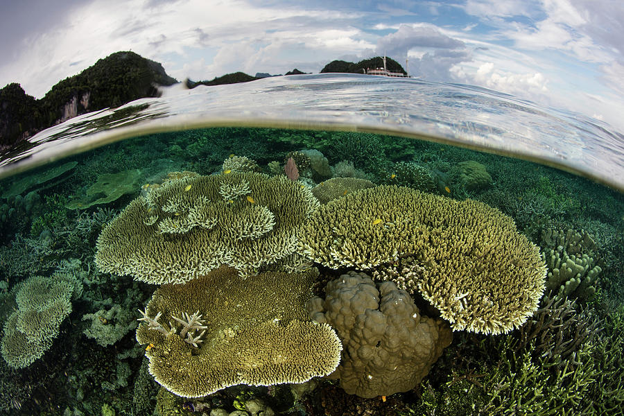 Nature Photograph - A Beautiful Coral Reef Thrives Among #22 by Ethan Daniels