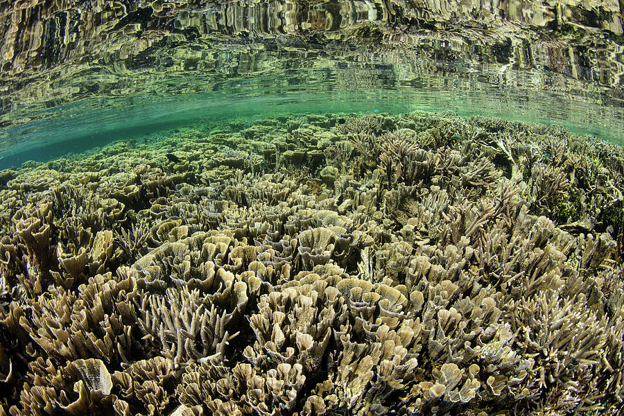 A Healthy Coral Reef Thrives In Komodo #22 Photograph by Ethan Daniels