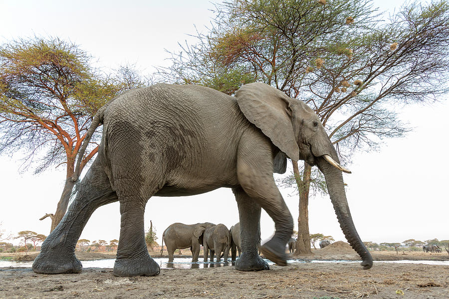 Wildlife Photograph - Africa, Botswana, Chobe National Park #22 by Jaynes Gallery
