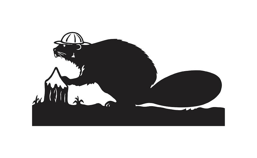 Black And White Drawing - Beaver #22 by CSA Images