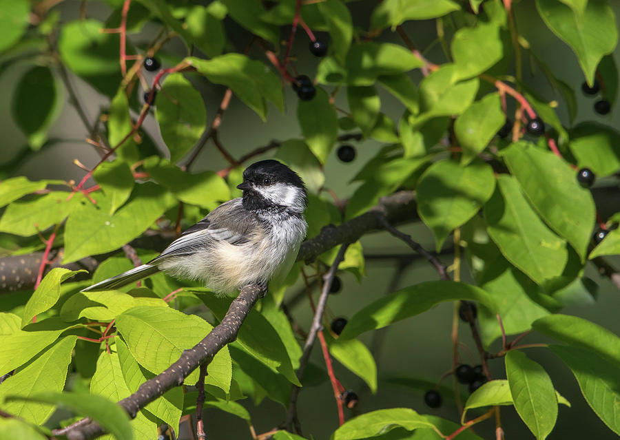 Black-capped chickadee #22 Photograph by Dee Carpenter
